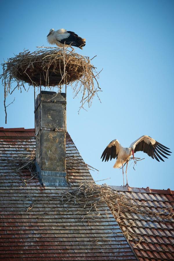 Logis 11 Apartments Rust Zewnętrze zdjęcie